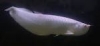 Quality Silver Arowana Fishes and others for sale